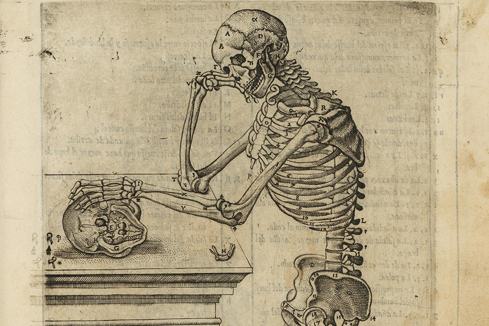 drawing of human skeleton